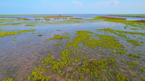 Aerial view from a drone over green and yellow plants in a large wetland