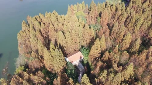 Autumn forest