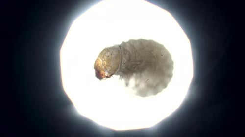 Une grande larve de Stegobium Paniceum apparaît à la lumière dans le microscope