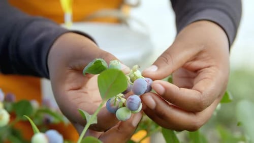 Ouvrier cueillant des bleuets dans une ferme de bleuets 4k