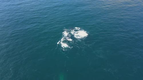 Ballenas jorobadas en el océano