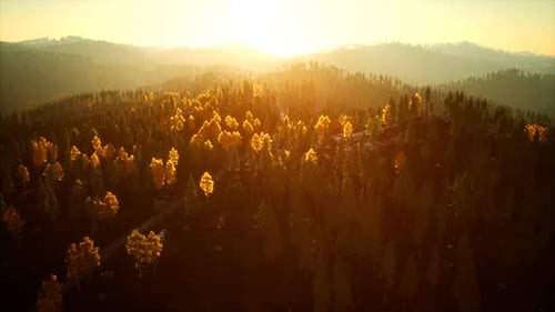 Sunlight in Spruce Forest in the Fog on the Background of Mountains at Sunset