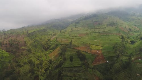 Lush Green Terraced Hills Aerial