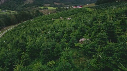 Lush Green Christmas Fir Tree Cultivation On A Mountain Hill. - aerial