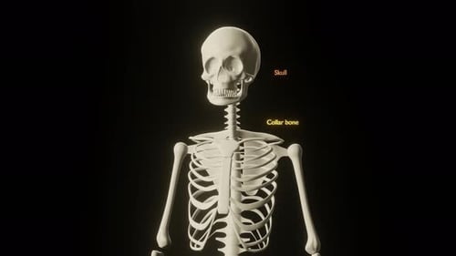 Zoom Out of Medical Skeleton with Bones Names Appearing