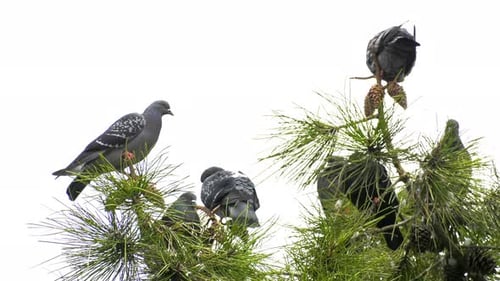 Tauben auf dem Baum 7