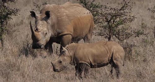 White Rhinoceros, ceratotherium simum, Mother and Calf, Nairobi Park in Kenya, Real Time 4K