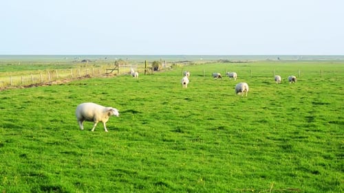 Lamm geht über Lamm spaziert über Grasland