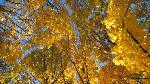View To Tree Tops with Yellow Maple Leaves with Bright Blue Sky at Background. Crowns of Plants with