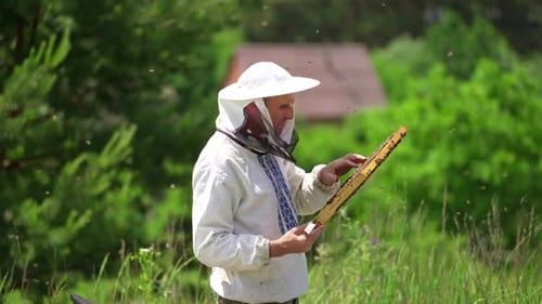 Beekeeper in protective workwear. Beekeeper holding honeycomb full of bees