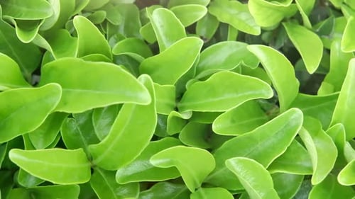 Fresh Green Leaf of Dense Summer Plant at Sunny Environment Closeup
