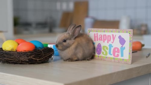 Kleines Kaninchen frisst am Ostertag trockenen Zweig