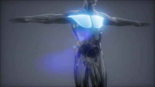 3D Human Torso with Glowing Pectoral Muscles Animation