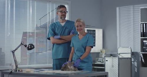 Veterinarians With Gray Tabby Cat at Clinic