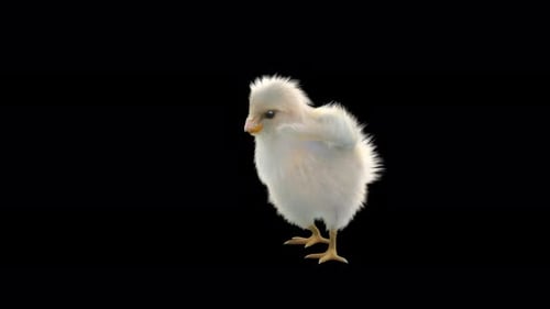 Cute Baby Chick Walking and Looking Around