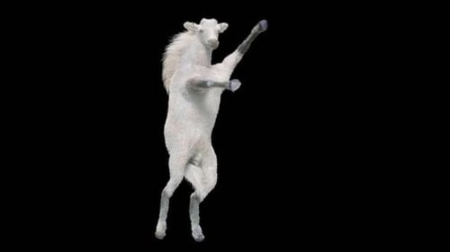 Funny White Goat Dancing Animation on Hind Legs