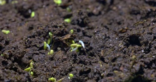 Seedlings Sprouting from Fertile Soil