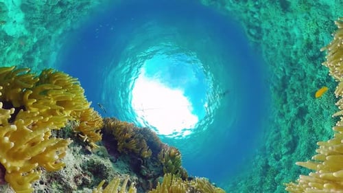 Coral Reef and Tropical Fish Underwater. Panglao, Philippines.