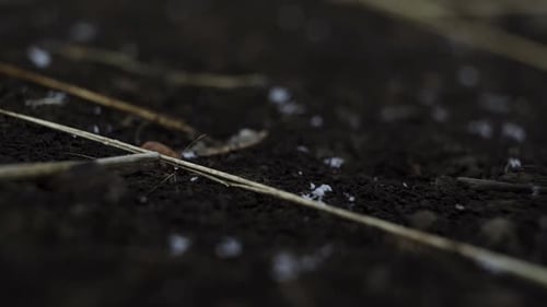 Close up of snow falling onto black dirt and melting on the ground.