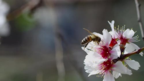 Bee Pollinating White Flowers in Springtime