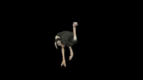 Ostrich Walk