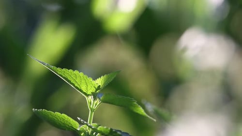 Bright Green Plant Leaves in Natural Sunlight