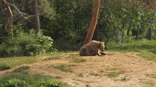 Real Wild Bear In Natural Habitat Among The Trees In The Forest