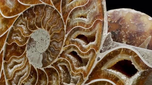 Ammonite Fossil Embedded in Stone, Real Ancient Petrified Shell