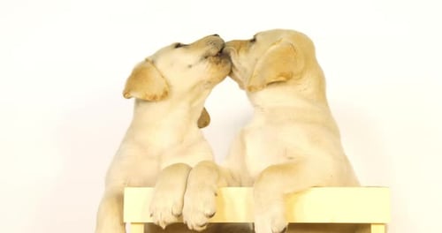 Gelber Labrador Retriever, Welpen spielen in einer Box auf weißem Hintergrund, Lecken, Normandie