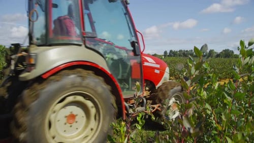 Tractor rociando un campo de arándanos. Grabado en RED EPIC con resolución 4K, UHD y Ultra HD de alta calidad.