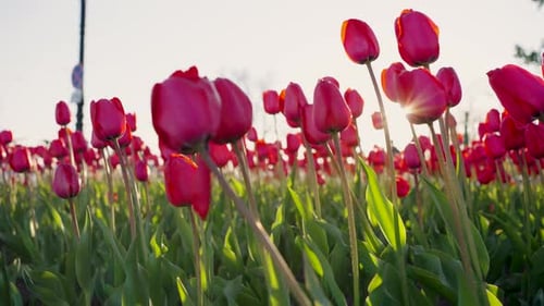 Bright Red and Pink Tulips in the City Park at Sunset