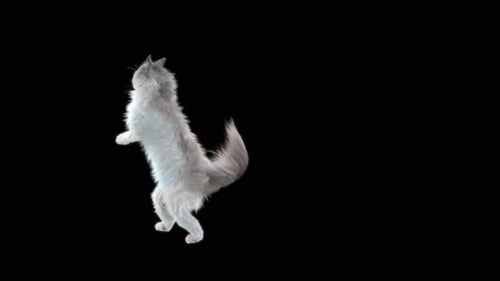 Katze HD