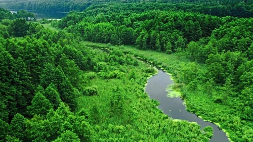 Amazing river and green algae in summer.