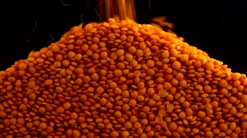 Pouring lentils on a black background.