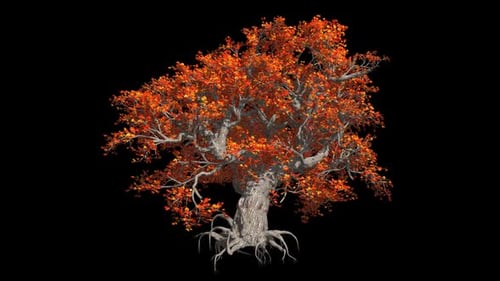 Fairy Tree