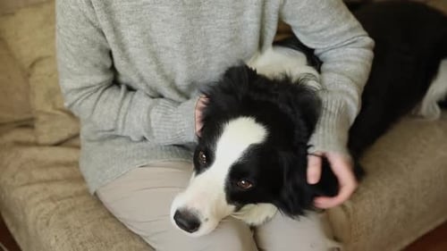 Unerkennbare Frau spielt mit süßem Hundewelpen Border Collie auf der Couch zu Hause drinnen