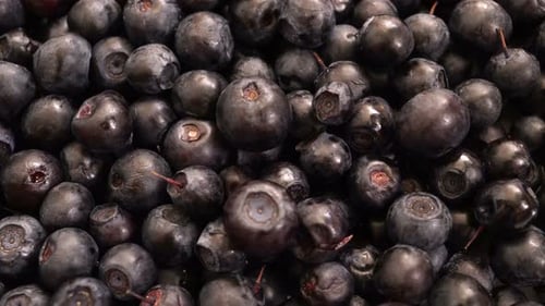 Blueberries Close Up Panning Shot