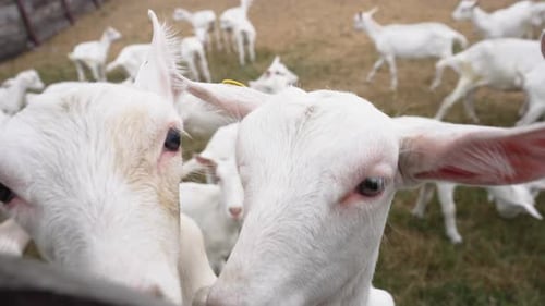 White Goats Eating Grass on Farm