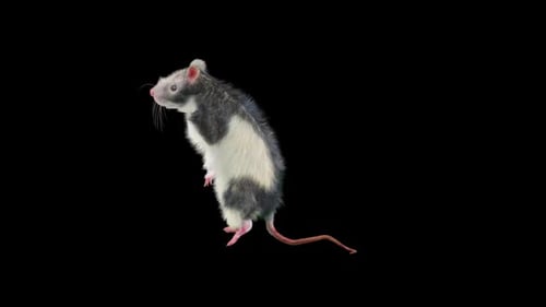 Realistic Pet Rat Standing and Swaying Loop Animation