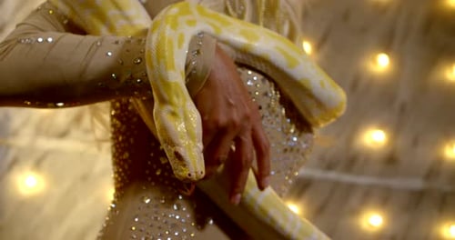 Femme tient un python jaune sur son corps, vue rapprochée dans le cirque
