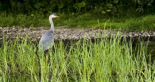 Der Graureiher steht im Sumpf auf der Jagd nach kleinen Fischen und Fröschen