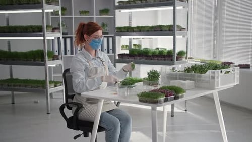Microgreens Worker Packs Fresh Produce in Bright Facility