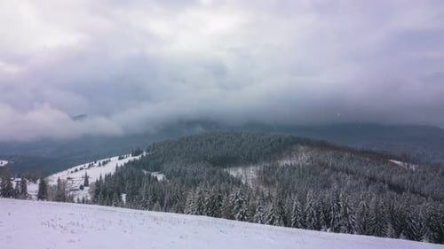 The Winter Mountain Forest