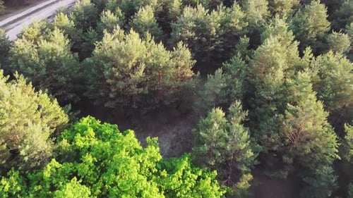 Aerial View Of Green Forest Landscape