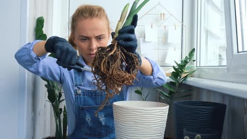 Woman Trims Plant Roots for Repotting at Home