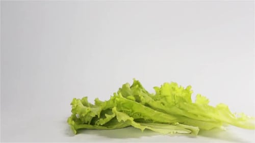 Fresh Green Lettuce Leaves Falling in Studio