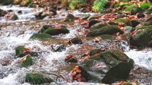 Mountain River with Autumn Leaves