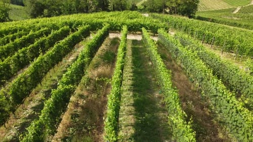 Viñedo en Barbaresco Monferrato, Piamonte