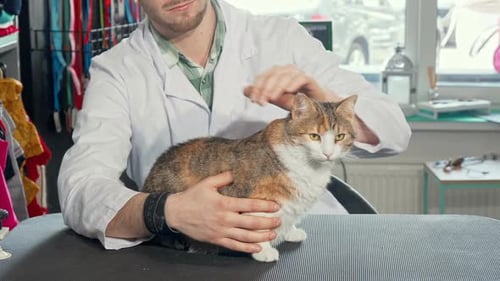 Adorable Cat Sitting on Examination Table at Veterinarian Office