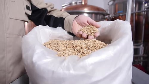 Conceito de cervejaria. Grãos de malte Pilsener pálidos nas mãos. Ingrediente para cerveja